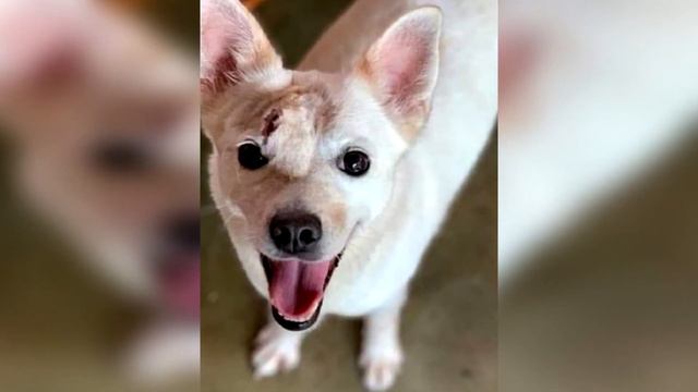 Собачка с опухолью осталась без хозяина, но вскоре подоспела помощь смотреть онлайн