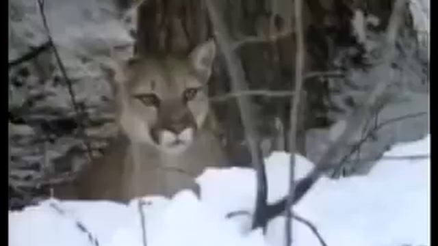 Пума против Рыси(Cougar vs Lynx) смотреть онлайн