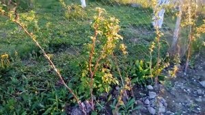 малина-дерево "крепыш"весной.