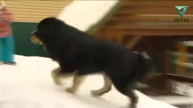 Тибетские мастифы- сама доброжелательность и хорошее воспитание! смотреть онлайн