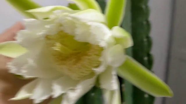 Peruvian 🍎 apple cactus🌵 flower смотреть онлайн
