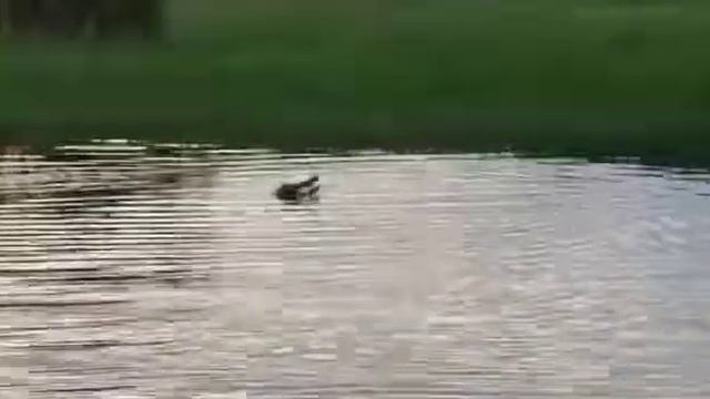 Парк Какаду. Крокодил поймал рыбу! смотреть онлайн