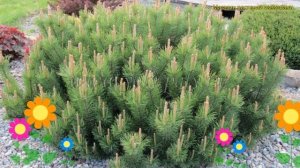 Сосна горная Пумилио. Краткий обзор, описание характеристик, где купить саженцы pinus mugo Pumilio