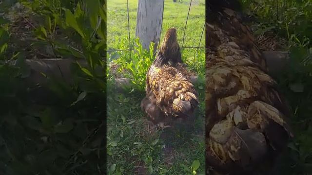 Брама золото смотреть онлайн