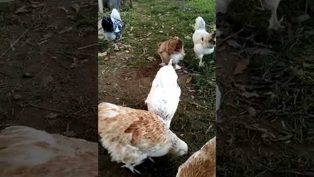 Куры порода Фавероль, помесь с Фавероль смотреть онлайн