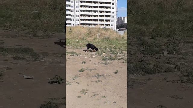 Доберман апорт. Обучение приносить палку . смотреть онлайн