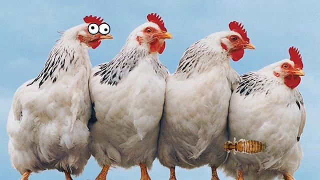 САМЫЕ ЧАСТЫЕ БОЛЕЗНИ У КУР: симптомы и лечение куриных заболеваний! (Ветеринар Павел Шкурманов) смотреть онлайн