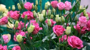 Эустома  Выращивание в саду