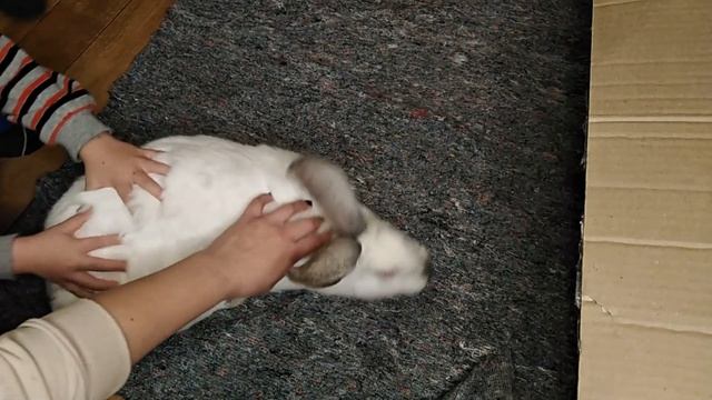 Первое потомство кроликов. что пошло не так?#кролики смотреть онлайн