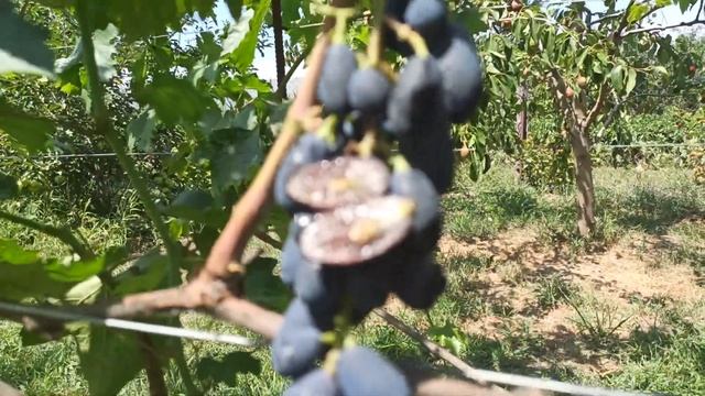 Виноград "Доминик" 31.07.2021 г. Тел,WhatsApp и Viber : 8-918-43-794-43 смотреть онлайн