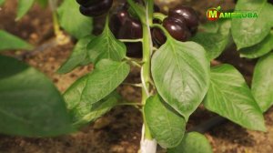 Уход за Перцем в Летние Месяцы. Секреты Успешного Выращивания Перца