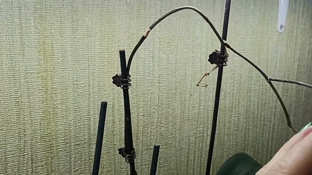 Две нежно-сиреневые орхидейки + обзор полки смотреть онлайн