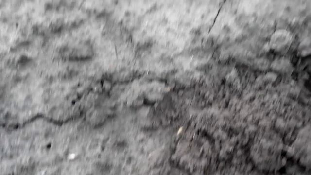 Воздушная бульбочка чеснока на 28 октября. Спустя три недели после посадки. смотреть онлайн