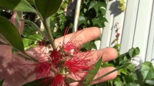 Каллистемон Цветение!
