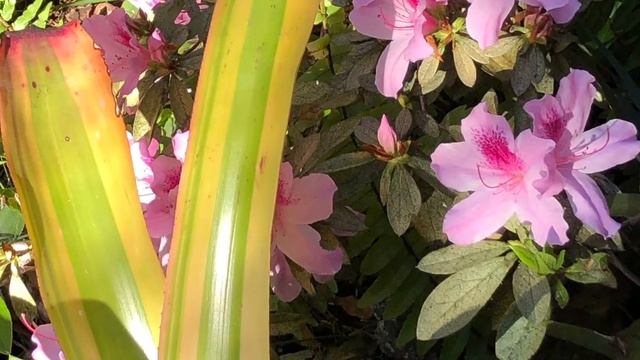 AZALEA GARDEN IN SPRING 2019 смотреть онлайн