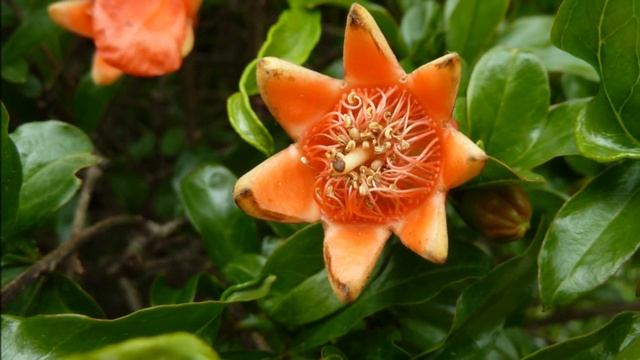 le grenadier commun, punica granatum, un arbre fruitier смотреть онлайн