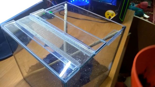 Пересадка паука Heteroscodra maculata и краткое описание! смотреть онлайн