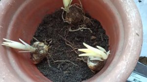 Март. Что делать с проросшими лилиями? Проросшие лилии сажаем в горшки.