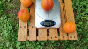 Абрикос Маджик кот/ Magic Cot