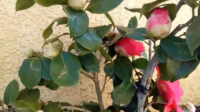 Camellia flowers смотреть онлайн