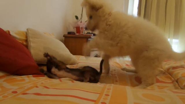White Swiss Shepherd puppy and Chihuahua playing смотреть онлайн