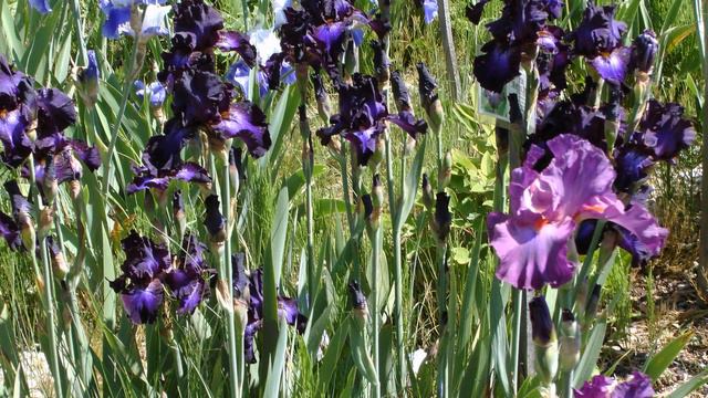 Strengberg - Pfingstrosen Miely 22. 05. 2022 смотреть онлайн