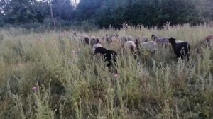 Романовские овцы матки и курдючный яркий