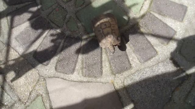 Fetch With a Tortoise смотреть онлайн