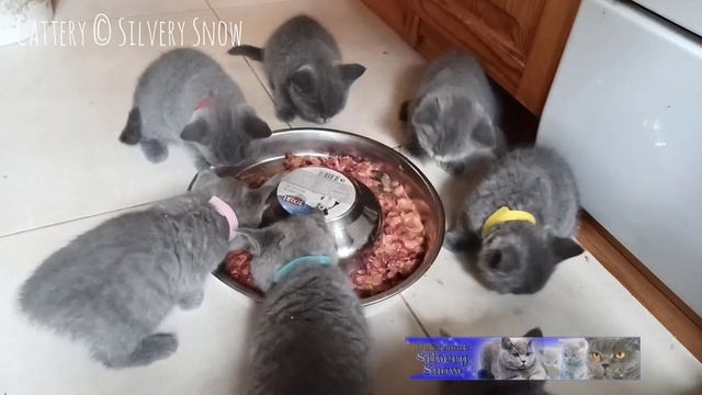 Кормление британских котят. в рацион входит и натуральное кормление! из общей семейной миски!