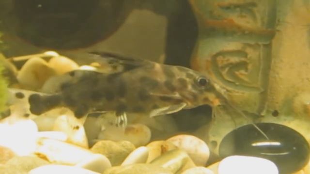 Сом синодонтис (сом-перевертыш). Рассказ о содержании. Аквариум. смотреть онлайн