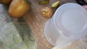 Выращиваем рассаду картофеля. Из глазков. Март 2023 г.