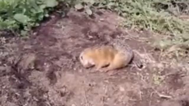 Поймали суслика в огороде смотреть онлайн