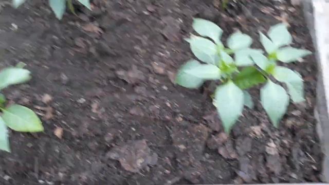 Мульчируем томаты,перец и на этом уход практически закончен! смотреть онлайн