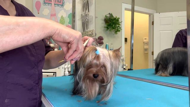 GROOMING a YORKIE with long hair. Trimming a Yorkshire Terrier in full coat is fun. смотреть онлайн