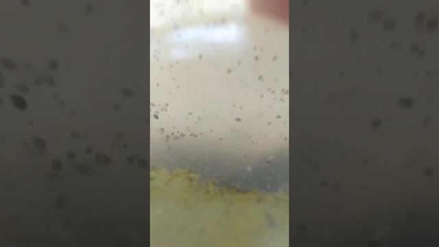 Разводил Дафнию , а развел остракод. смотреть онлайн