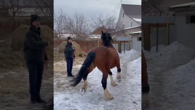 Продаю жеребца 5 лет рост 175 см все вопросы в WhatsApp 89326042463❗️Екатеринбург❗️ смотреть онлайн