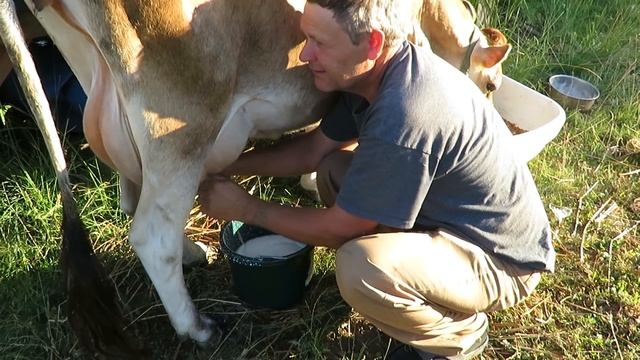 доим мини корову смотреть онлайн