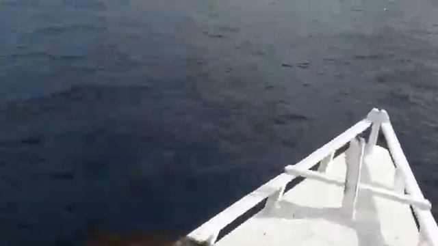 Hunting Dolphin By Camera From Gili Meno