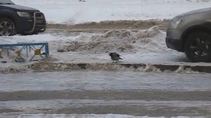 ворона каркает