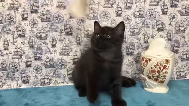 Британский чёрный котенок смотреть онлайн