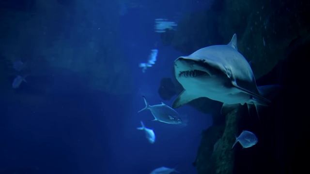 All About Sharks for Kids | What is a shark? Shark facts for kids смотреть онлайн