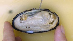 Зоология беспозвоночных. Вскрытие двустворчатого моллюска — перловицы (Unio sp.)