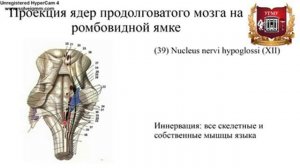 Продолговатый мозг:  строение и функциональное значение ядер и проводящих путей