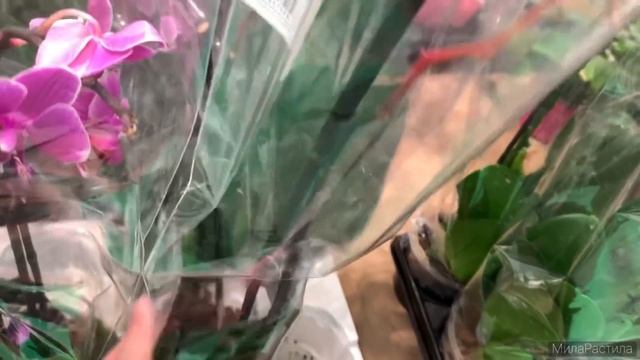 Зашла в «Перекрёсток», а там цветочки - вдохновили на подробный репортаж из садового отдела. СПб.