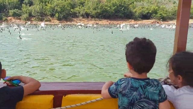 как рыбачат Пеликаны и Бакланы в Греции смотреть онлайн