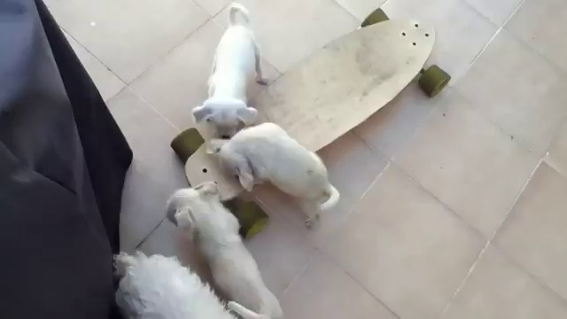 Щенки играют со скейтом смотреть онлайн