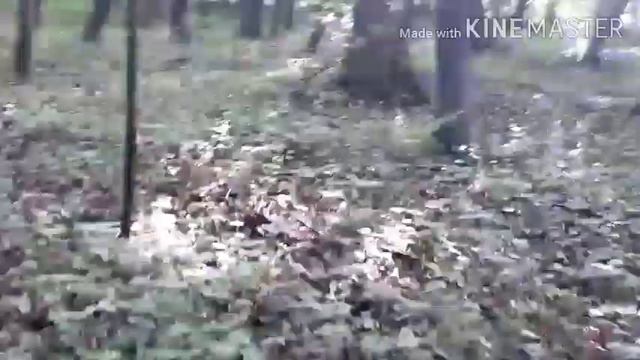 И снова один день в лесу смотреть онлайн