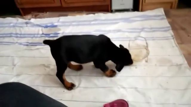 Доберман Гера 2 месяца и 2 недели смотреть онлайн