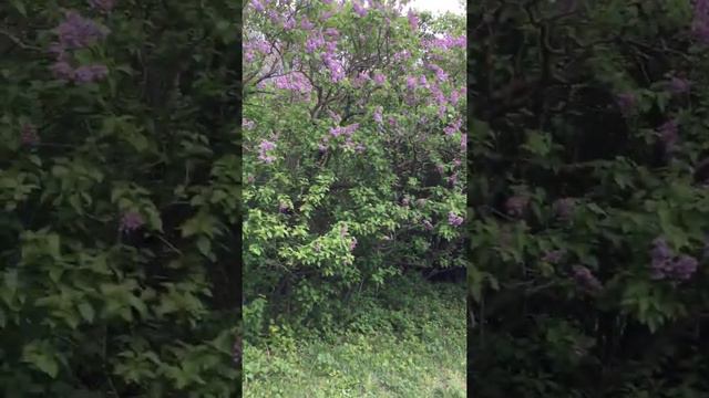 Цветёт сирень в Ботаническом саду г.Киев. смотреть онлайн