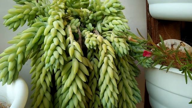 The beauty of donkey's tail | sedum morganianum смотреть онлайн